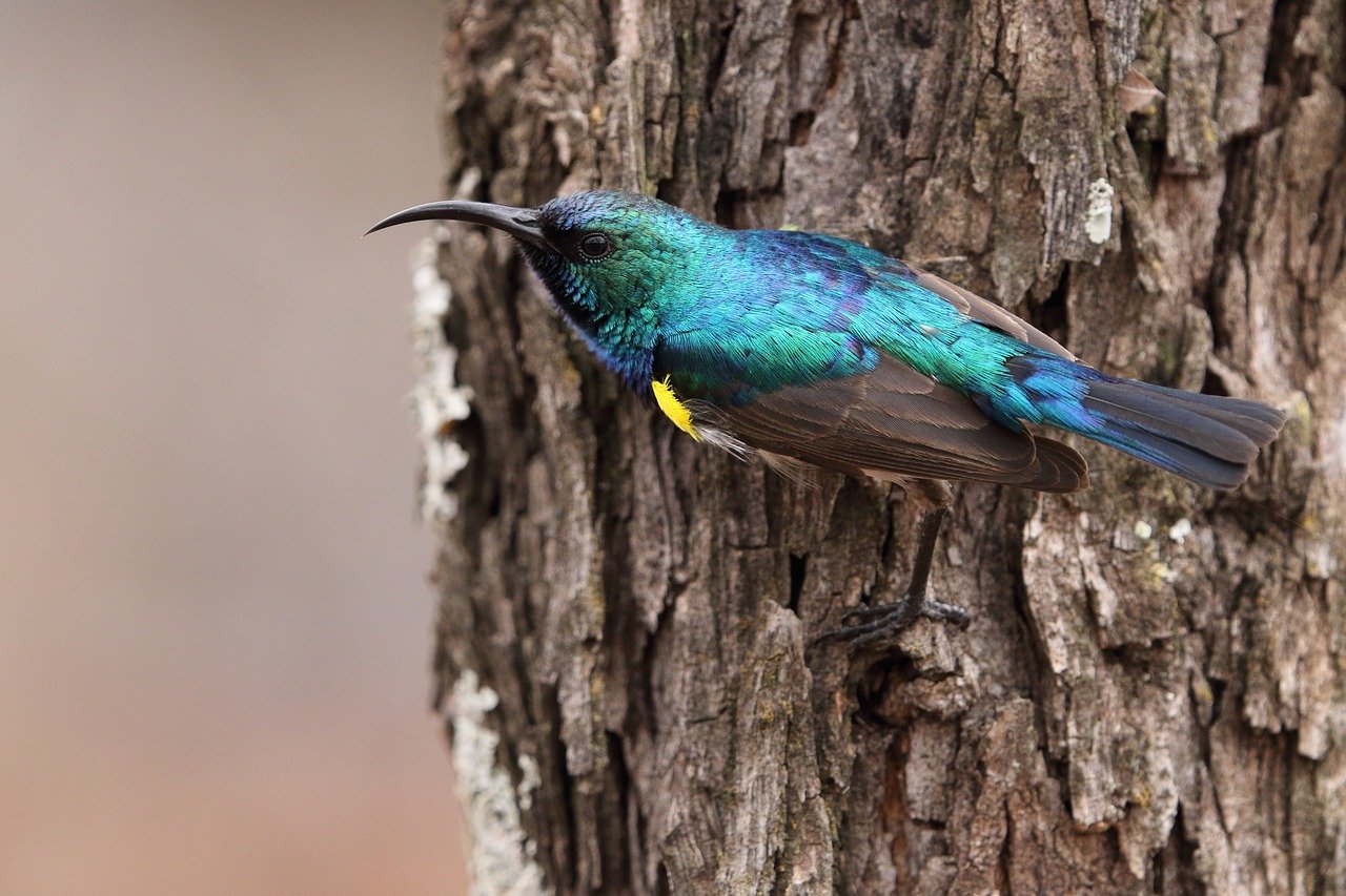 The Palestine Sunbird. Image by Rhea Holdstock from Pixabay.