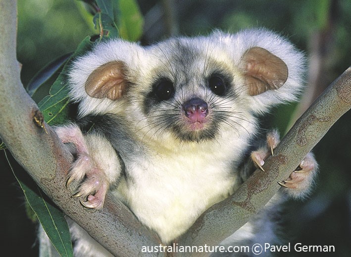 Greater glider