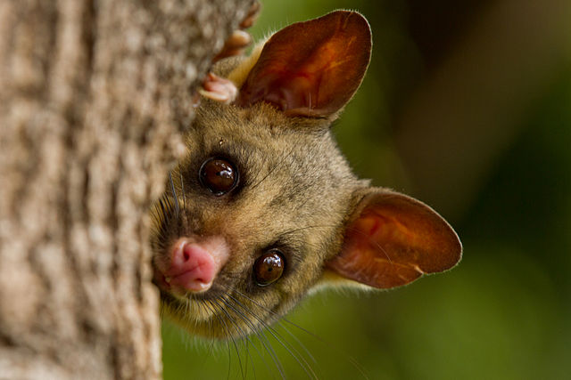 Brushtail possum