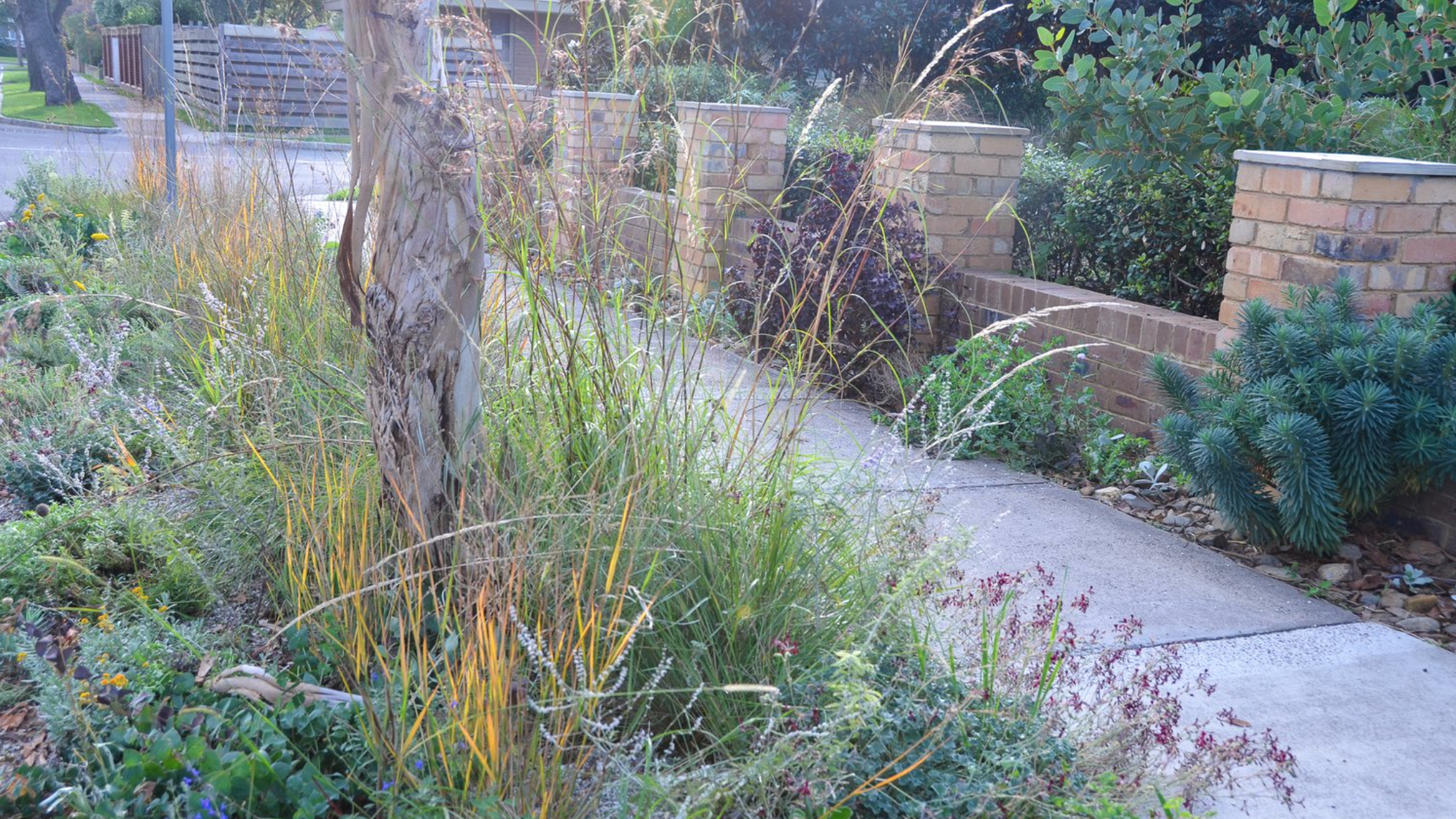 Urban street with lots of native flowering plants