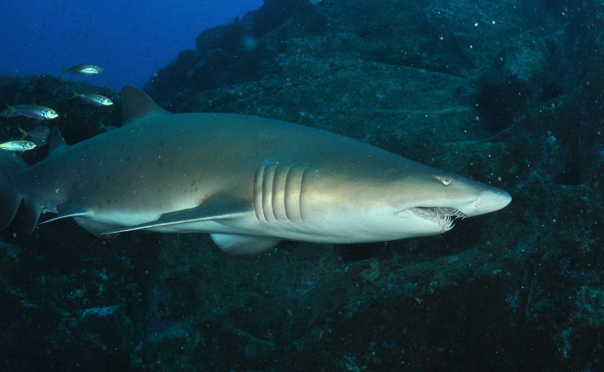 Nurse Shark