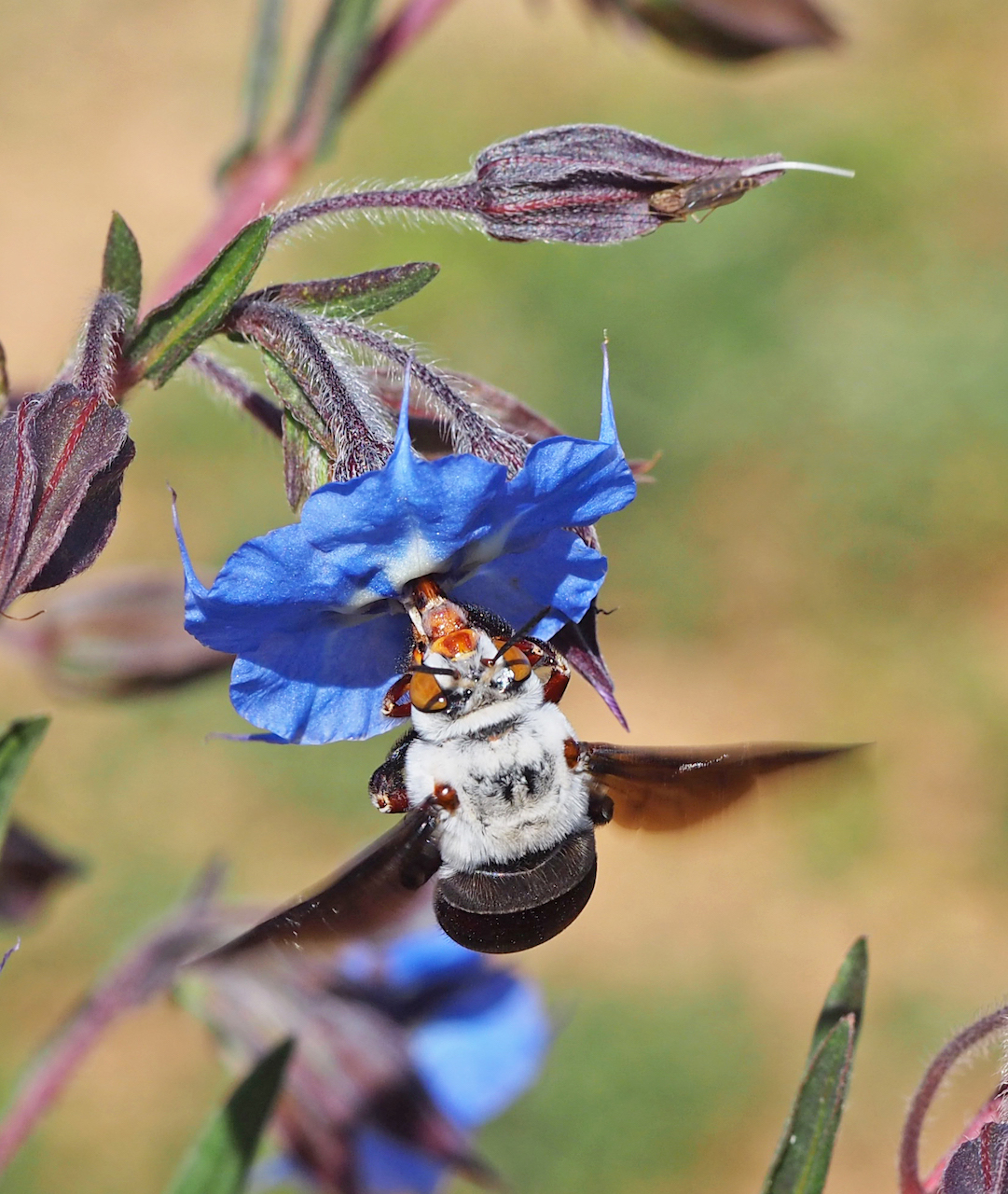 Amegilla dawsoni female. Photo courtesy of Kit Prendergast