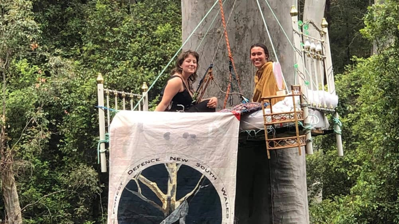 2 women sit in an iconic vintage style cast iron bed painted white with brass knobs on a luxurious mattress with a white sheet. The two women are young, fresh faced and smiling. The bed has been raised up with ropes high above the ground up a huge old blue gum too create an unusual and striking looking tree sit high in the forest canopy. A banner is draped of the bed that saya Forest Defence NSW and FDN, and also depicts a picture of a more classic looking tree-sit with the words Defend Native Forests 