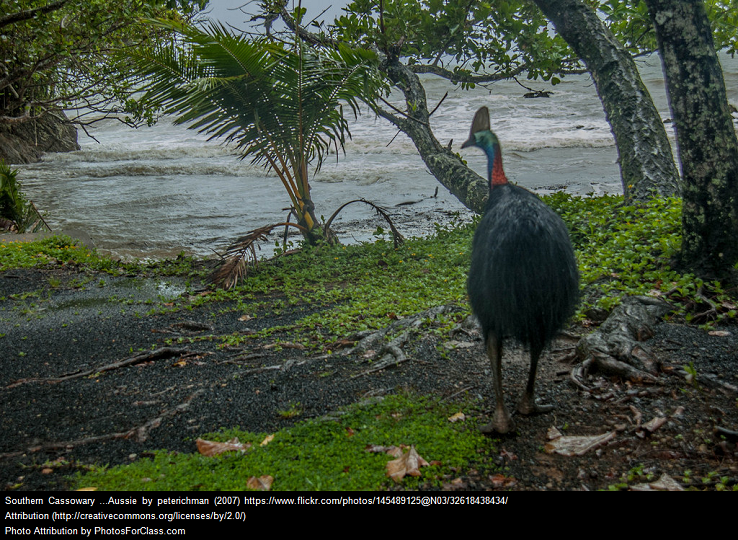 A large bird, the cassowary.