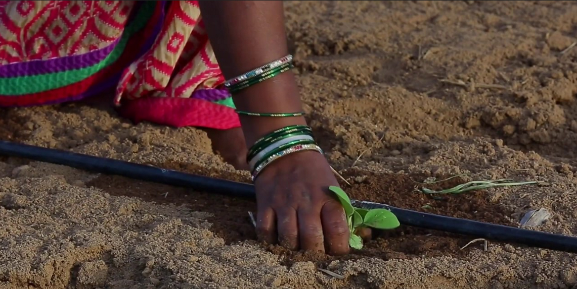 one hand hovering above seedlings in planted in soil