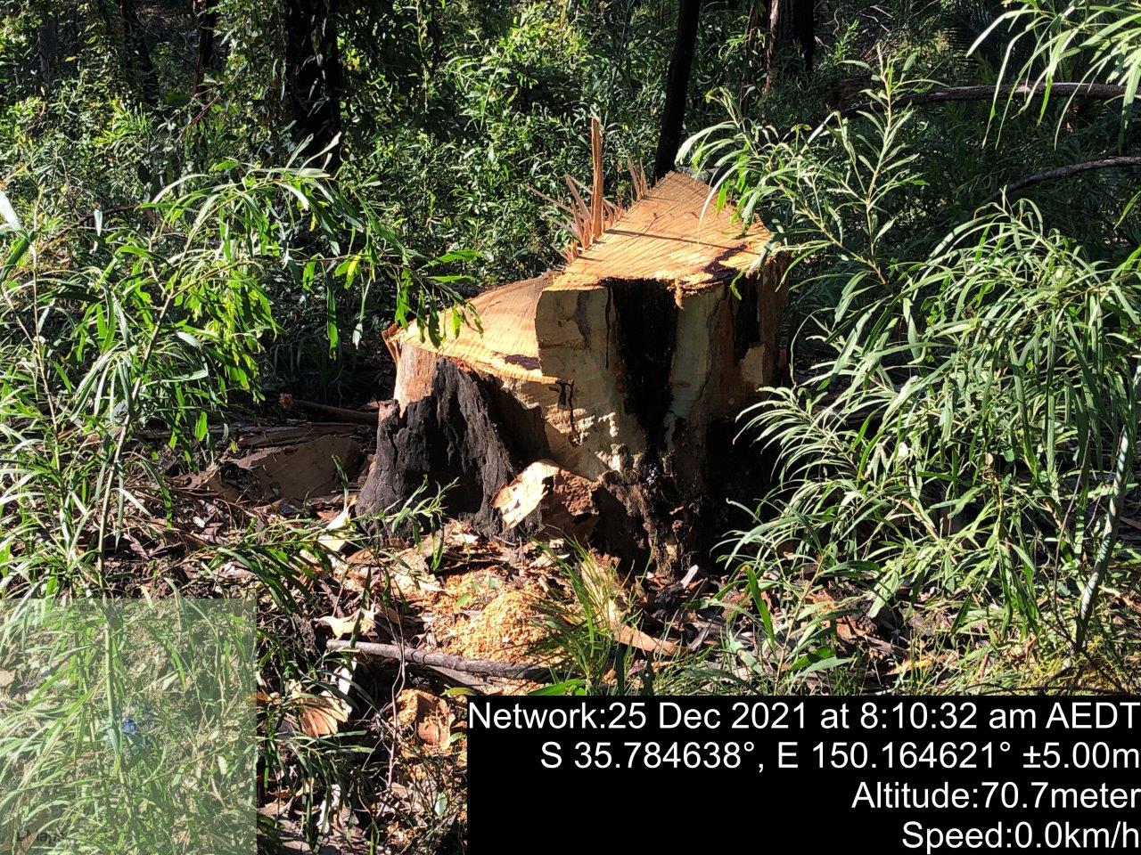 A cut tree stump