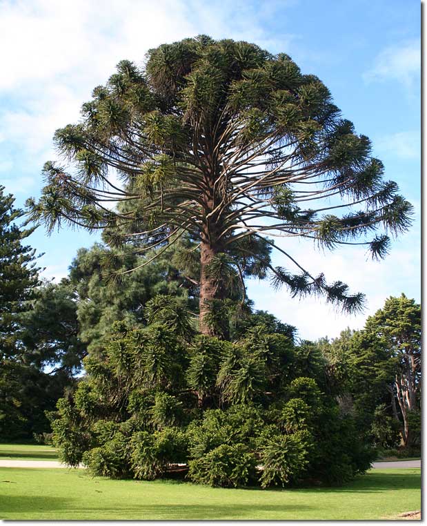 Bunya Pine