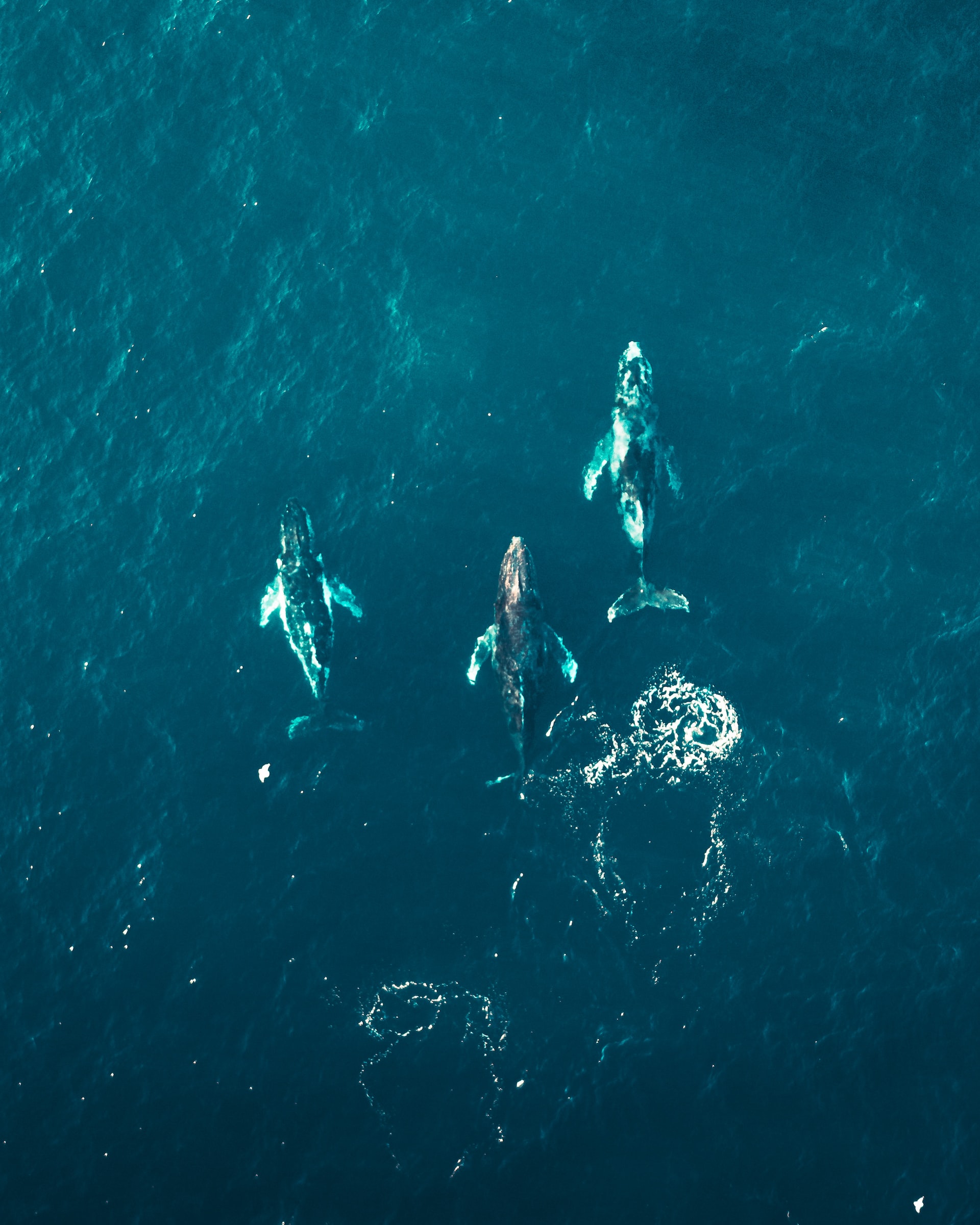 Whales swimming in the sea photo by dmitry-osipenko Unsplash