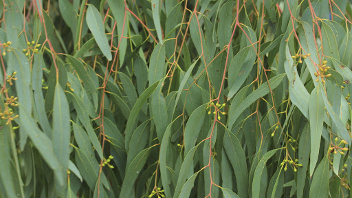 a mass of beautiful green eucalyptus leaves with delicate red stems