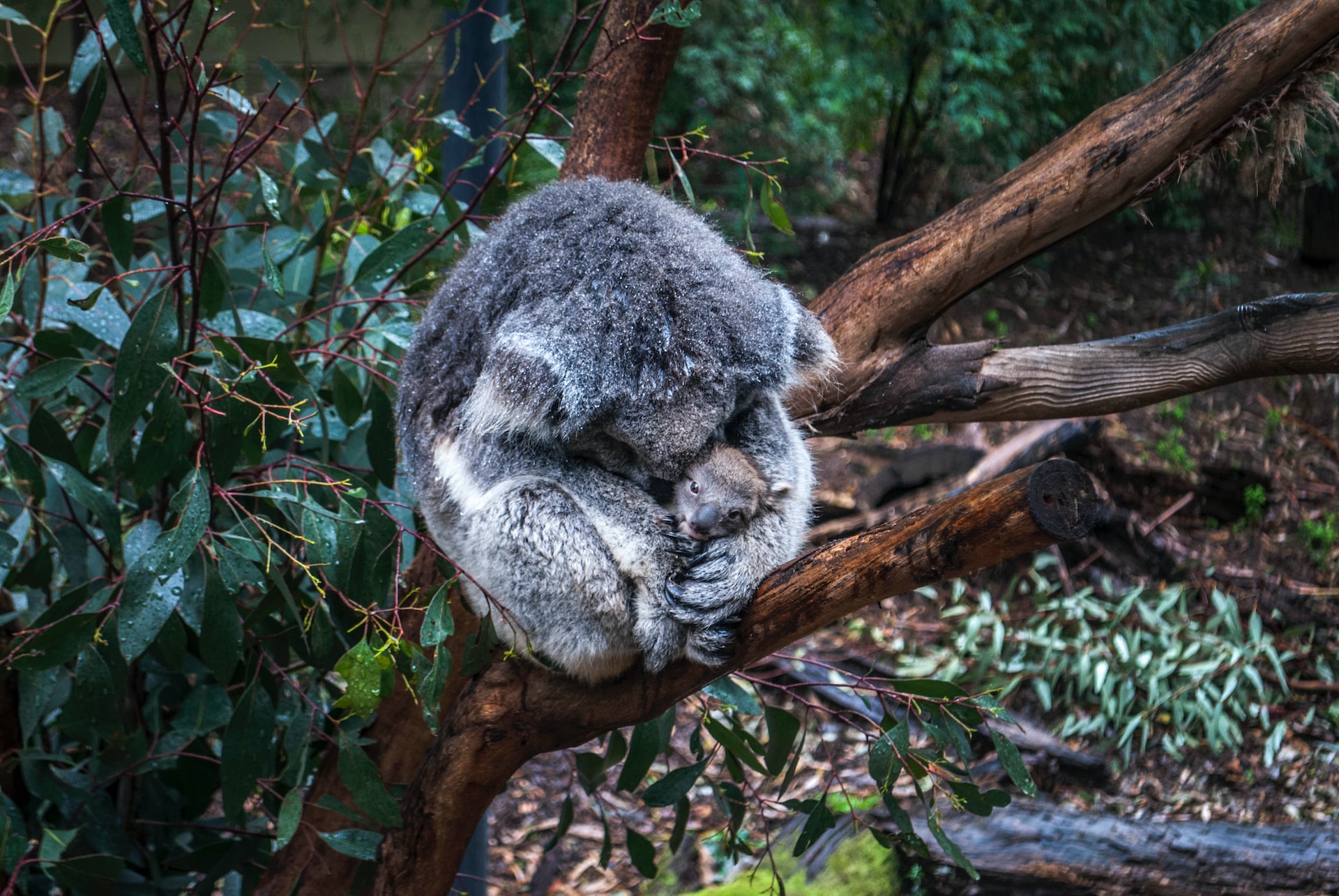 A baby koala looking out from its mother's arm