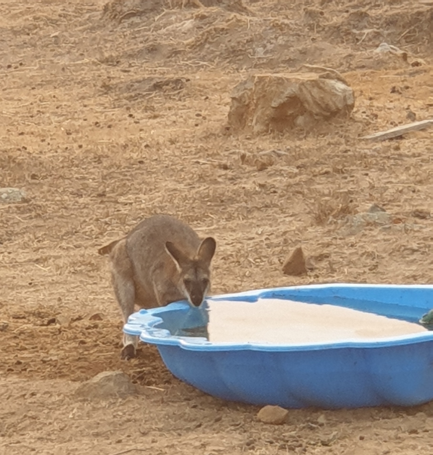 Wallaby drinking from a bowl.