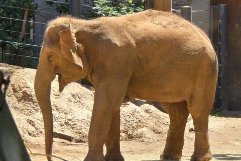 Elephant at Melbourne Zoo