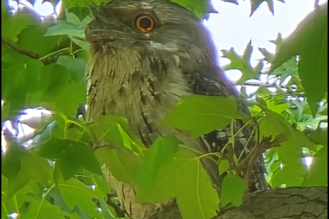 Tawny Frogmouths of Melbourne