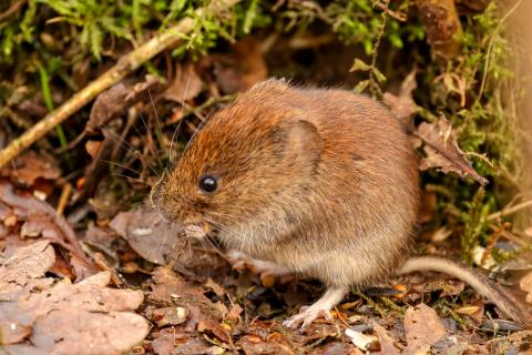 A small brown rodent