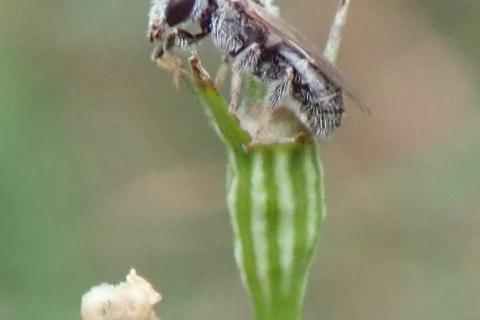 A native bee perched on a flower 