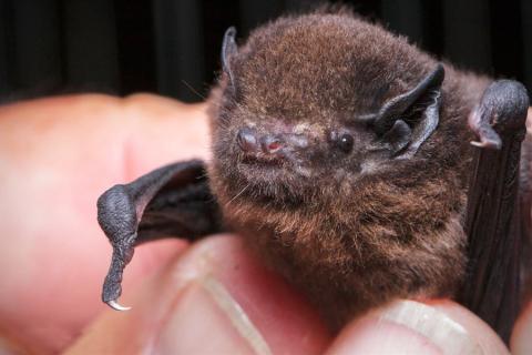 Pekapeka-tou-roa (long-tailed bat) wins Bird of the Year 2021 in Aotearoa