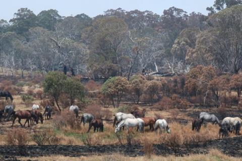 Feral Horses eating native habitat Kosciusko Park - Invasive Species Council