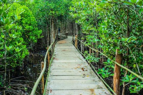 Mangroves part of COP 26 Forest Pledge