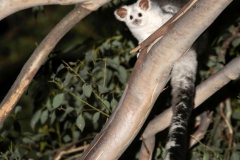Greater Glider Photo: Brett Mezen Observation © brettmezen Attribution-NonCommercial 4.0 International    CC BY-NC 4.0