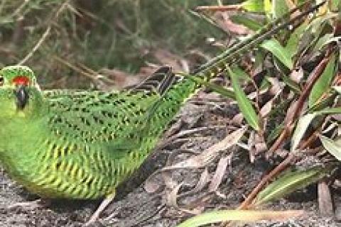 The Fabled Night Parrot is one of the most elusive and mysterious birds in the world, 