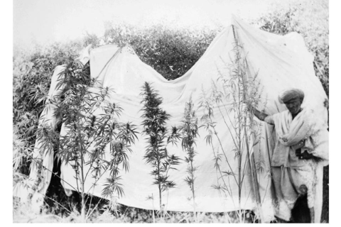 A cannabis farmer shows examples of male (right) and female (left) hemp plants in Khandwa, India 1893 (public domain via Irfan ッ Khan on Linkedin)