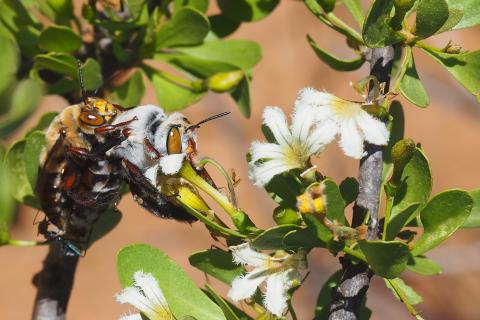 Two bees on a branch with flowers