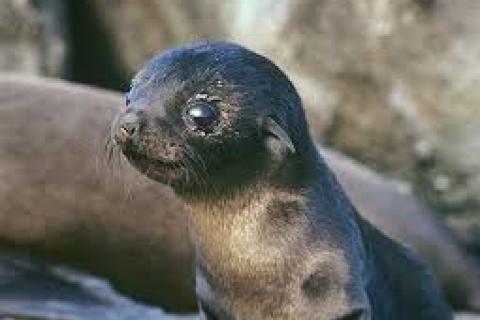 Cape Fur Seal pup