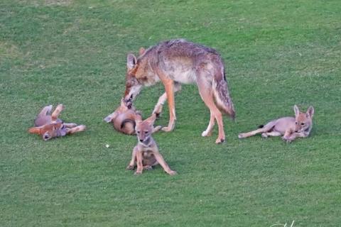 Coyote mum with four pups