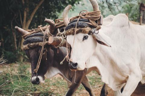 Image of two oxen pulling a plough