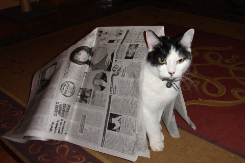 Cat in Newspaper