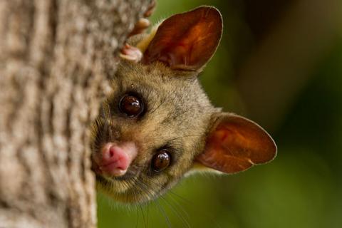 Brushtail possum