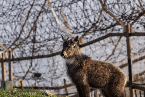 A Mountain Goat stands beside the Korean border barbed wire fence