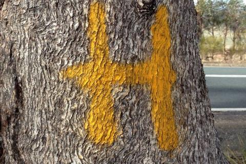 The capitol 'H' is the mark that VicRoads' tag on the trees. It stands for 'Habitat' and indicates that the tree is a significant, hollow bearing, habitat tree. This does not protect the tree. It simply alerts the contractors to the possible presence of wildlife before they cut it down.