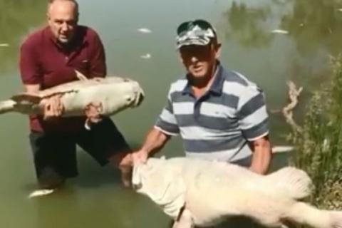 Two men hold dead fish