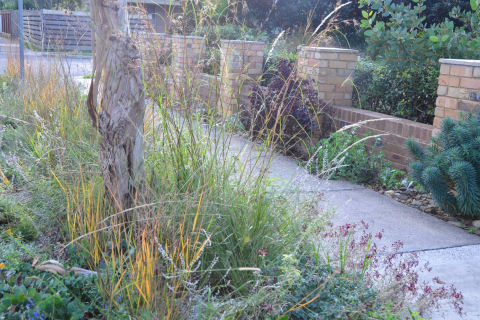 Urban street with lots of native flowering plants