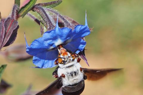 Amegilla dawsoni female. Photo courtesy of Kit Prendergast