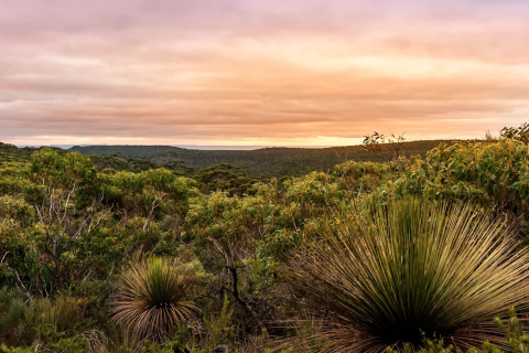 Beautiful sunset in soft colours with a stunning landscape vista in foreground of native bushland and grass trees.