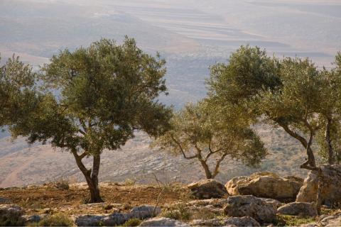 Landscape with olive trees in Palestine