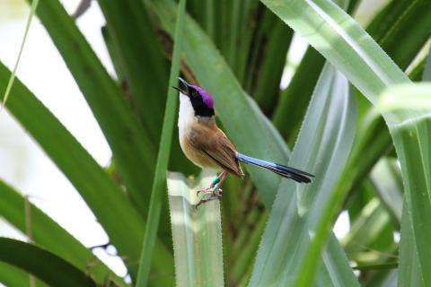 Male Purple Crowned Fairywren Niki Teunissen/AWC