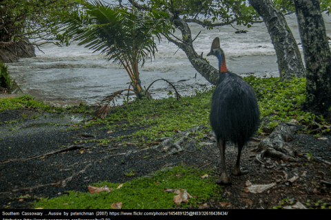 A large bird, the cassowary.