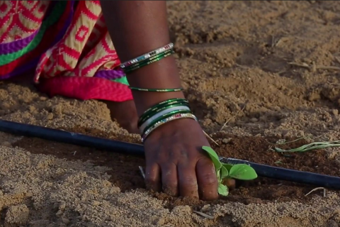 one hand hovering above seedlings in planted in soil