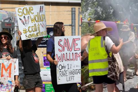 Protestors rally to save Wallum nature reserve