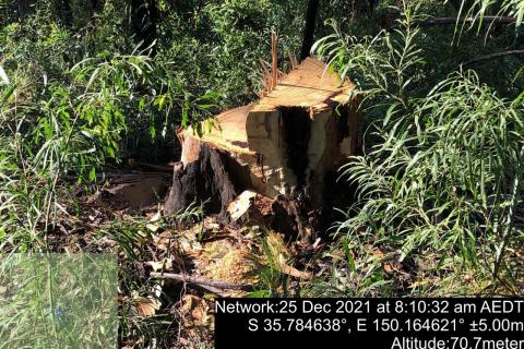 A cut tree stump