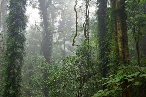 [alt text] Lush mid shot of a rainforest scene with several giant trees thickly covered in ferns and undergrowth. It is daytime but the light seems dim, misty and filtered as if it is raining lightly or the air is very damp.