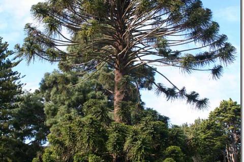 Bunya Pine