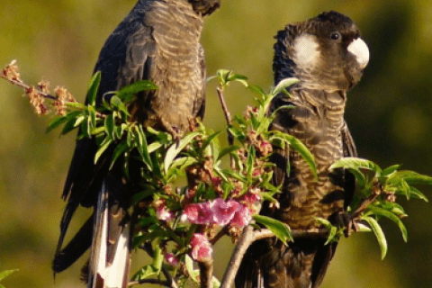 Two Carnaby's Cockatoos