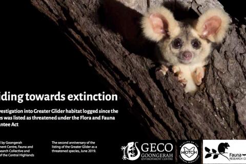 Geco e-flyer depicting an adorable greater glider (maybe a young one) peeking out of an old hollow rainforest tree. It is night. and the bottom of the flyer is contact details and information for the GECO campaign to protect them from extinction. For more info go to geco.org.au