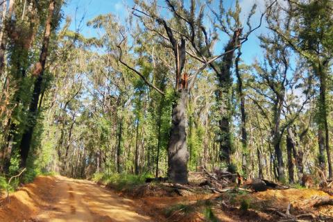 Regenerating, burnt forest near,    South Coast NSW near Ulladulla.