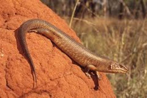 The yakka skink lives where the largest thermal coal mine in Australia may be developed