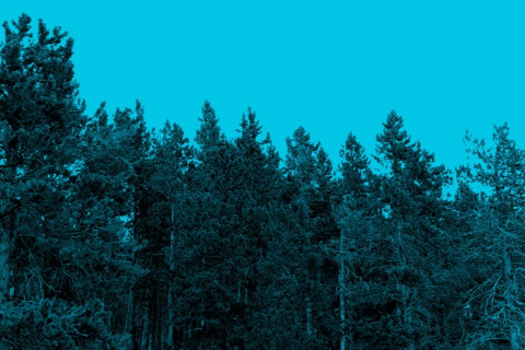 A forest edge, with conifers against a cloudless sky 